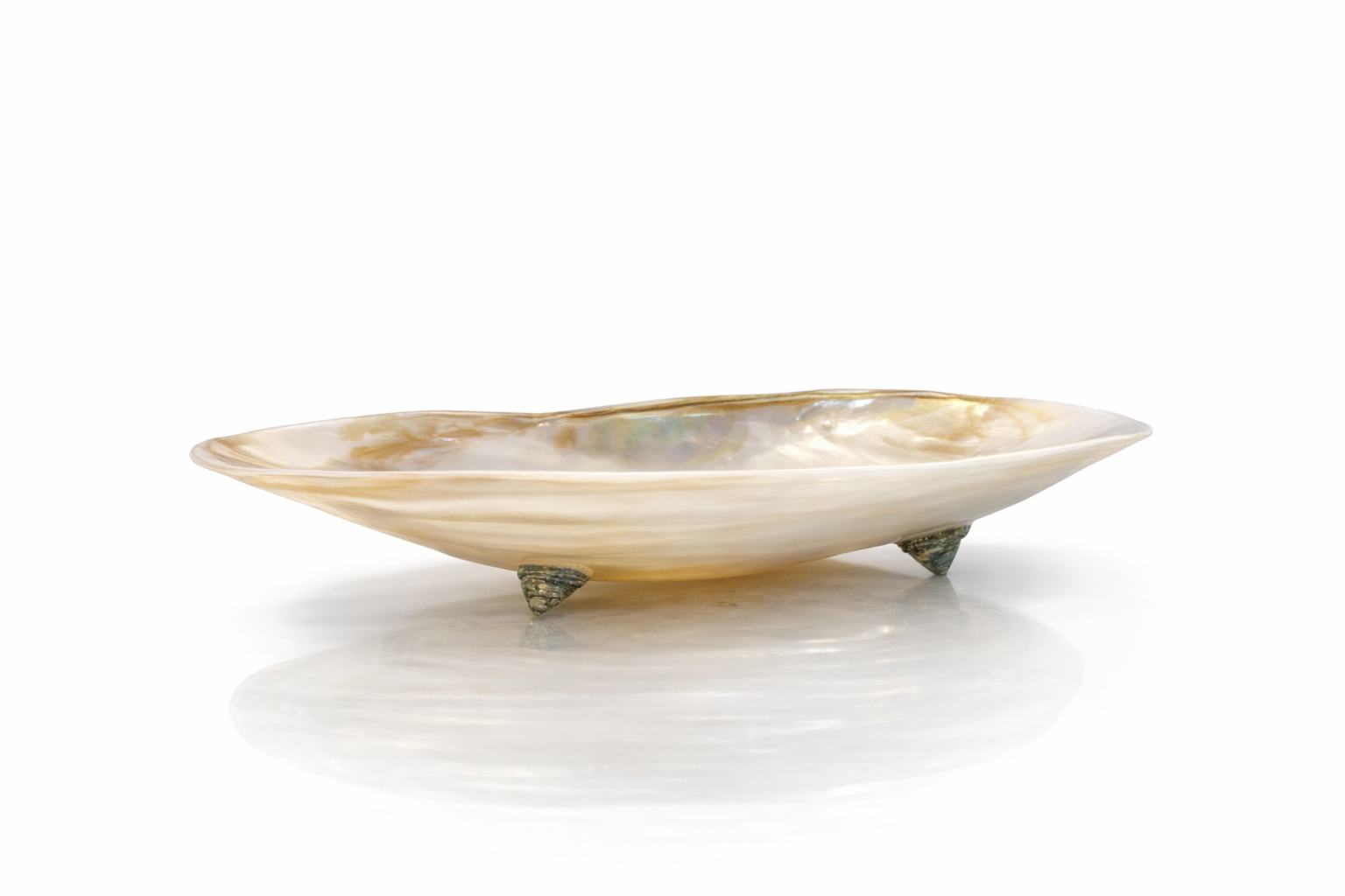 Dekoratif Doğal Dev Midye Kabuğu