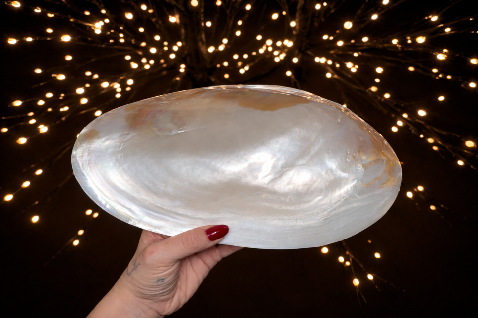 Natural Giant Mussel Shell