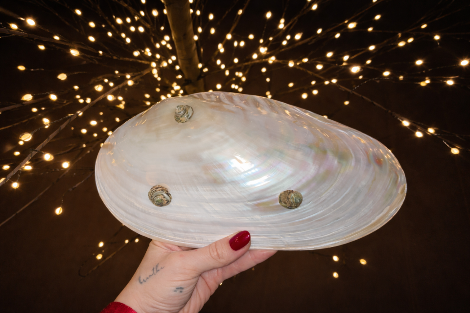 Natural Giant Mussel Shell